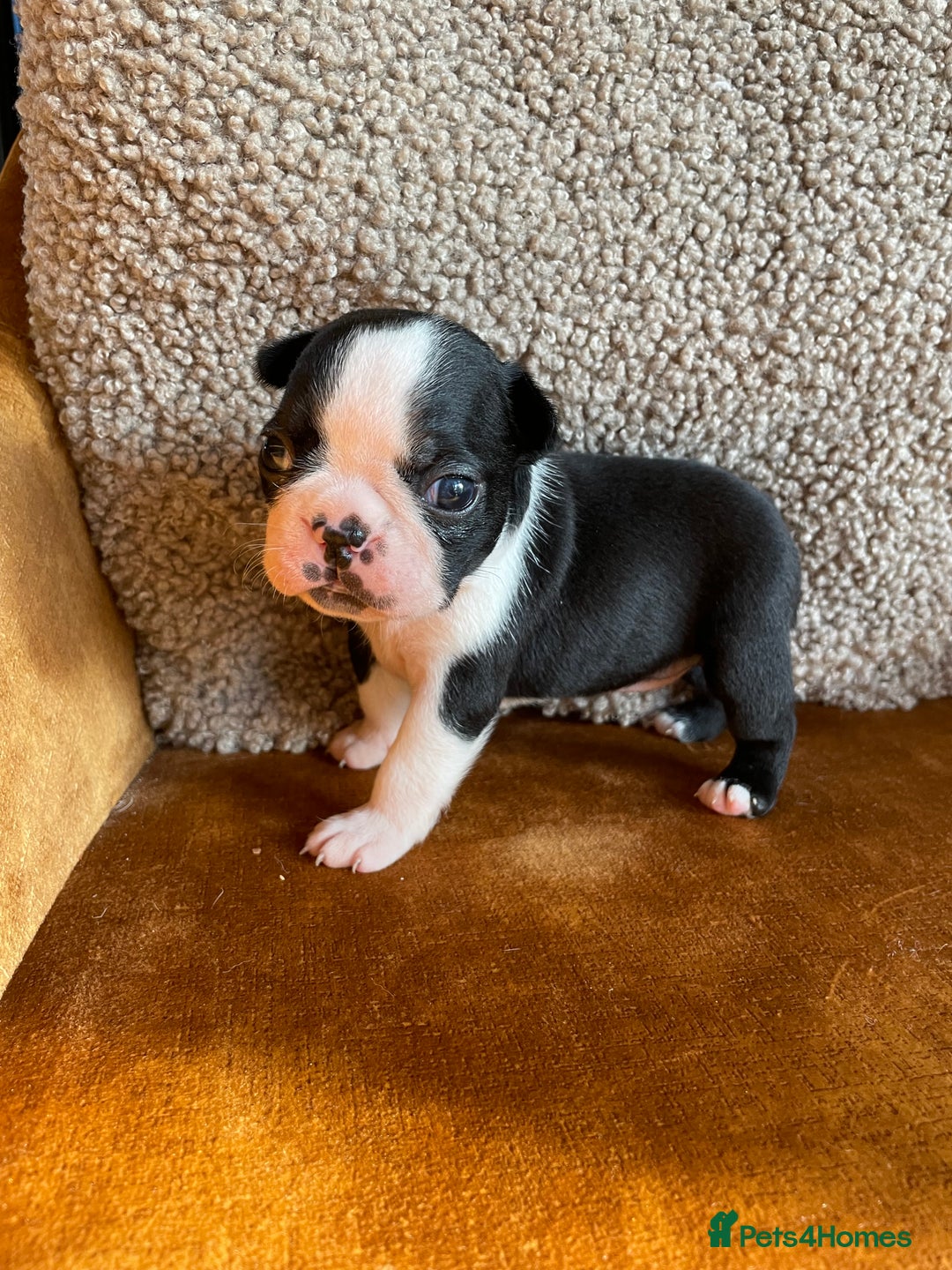 Boston Terrier dogs for sale: 🐾 Adorable Wildax Puppies! 🐾 - Image 10