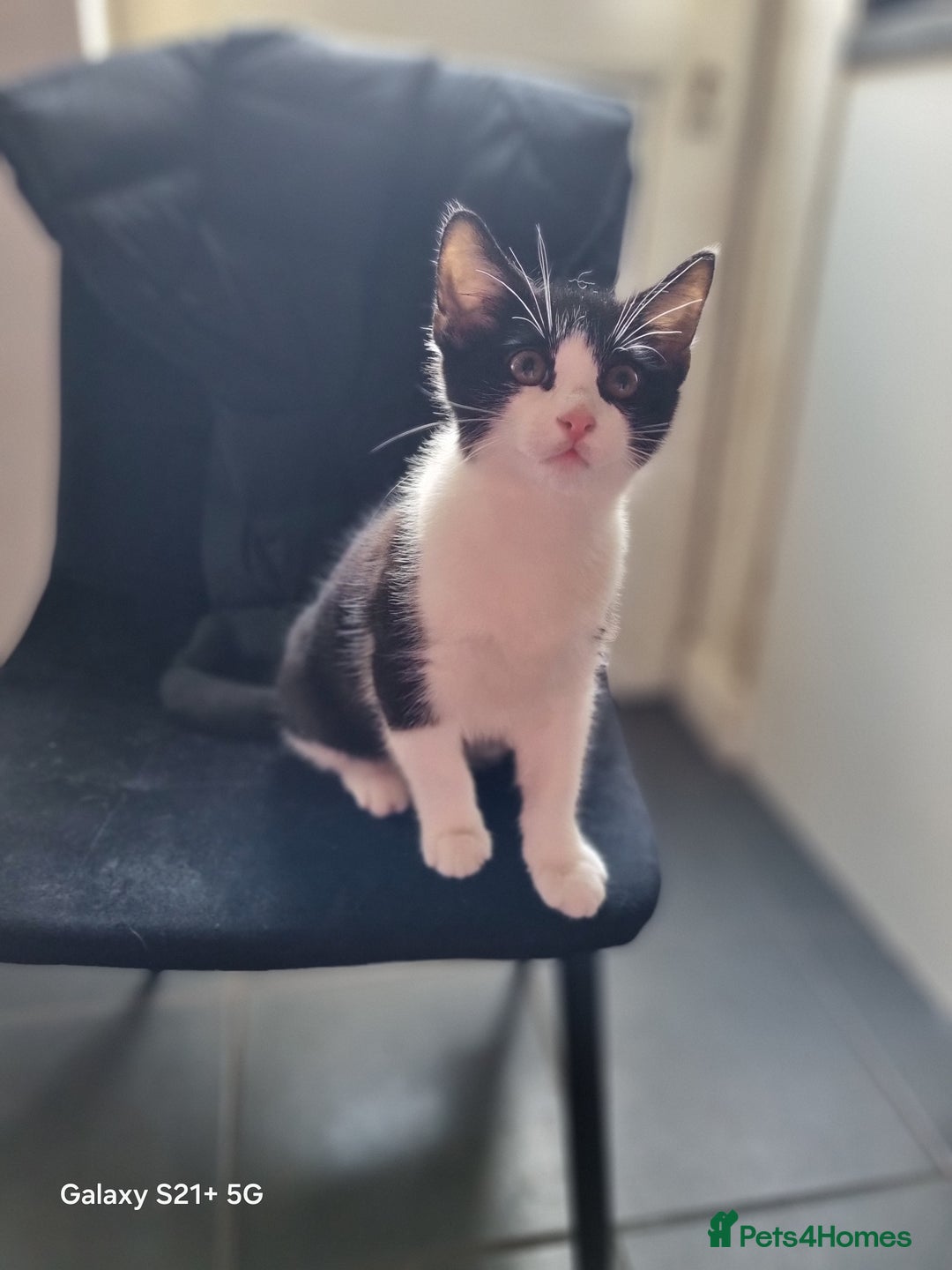 British Longhair cats for sale: Kittens for sale  - Advert 2