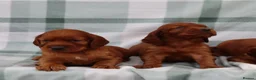 Irish Setter dogs for sale: Confident loving Irish Setter puppies  - Advert 6