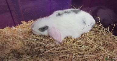 Mini Lop rabbits - Advert 4