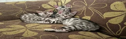 Bengal cats for sale: Bengal kittens  - Advert 6