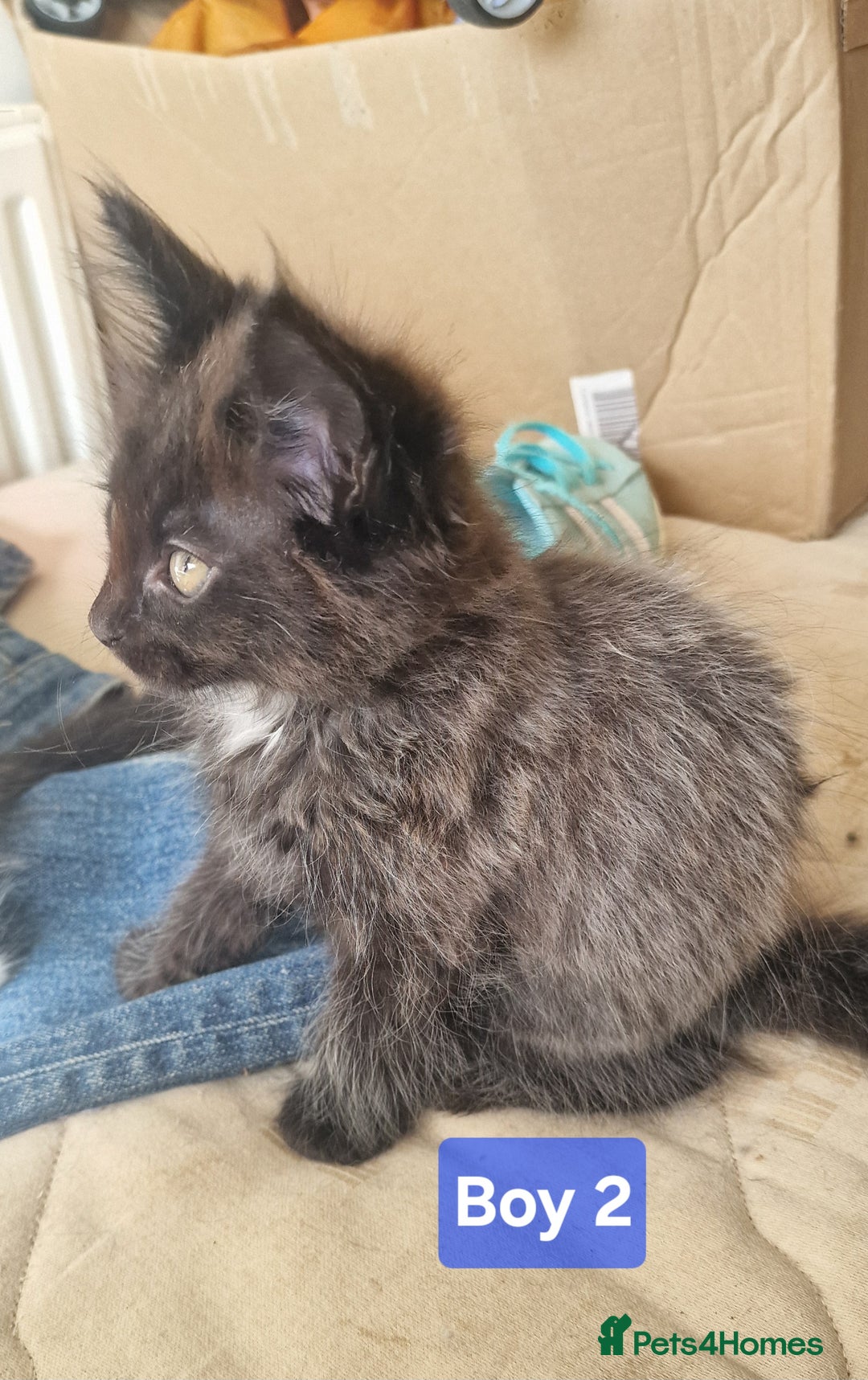 Maine Coon cats for sale: Gorgeous Half Maine Coon Boys and Girls  - Image 11