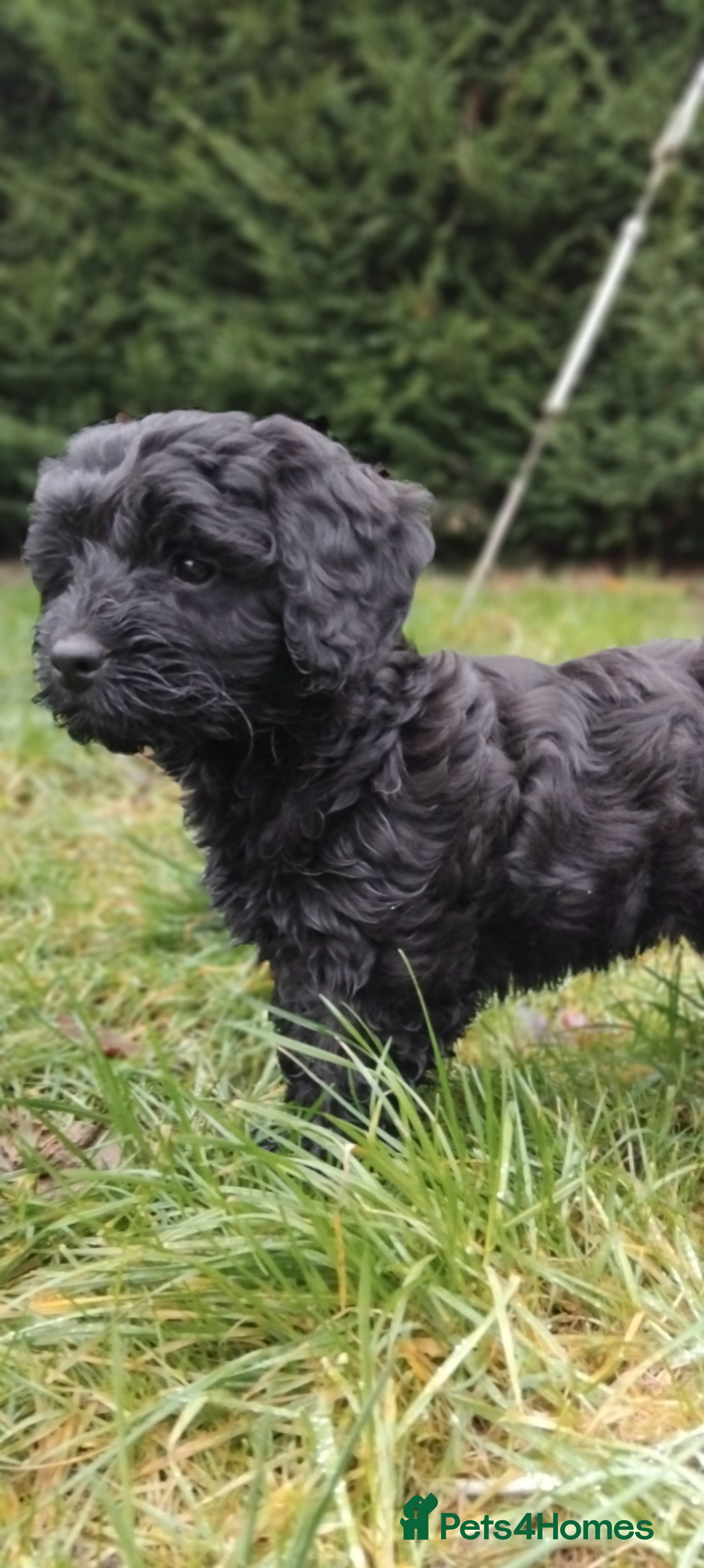 Cockapoo dogs F1 small Cockerpoo/ Cockapoo Black Girl  - Advert 5