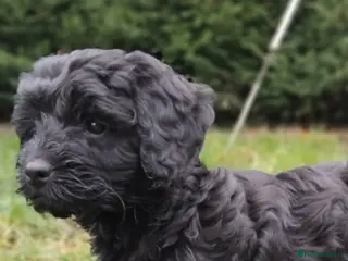 Cockapoo dogs F1 small Cockerpoo/ Cockapoo Black Girl - Advert 5