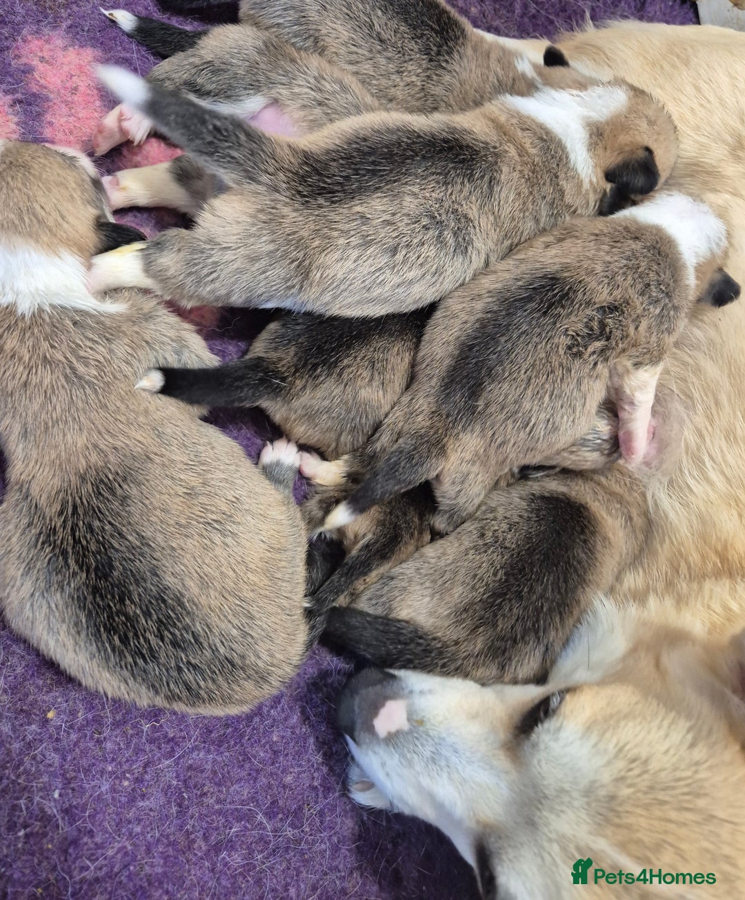 Welsh Corgi Pembroke dogs for sale: Kc reg Serbian lined babies - Image 16