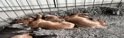 Cocker Spaniel dogs for sale: Fully Health tested kc registered working cocker  - Advert 4