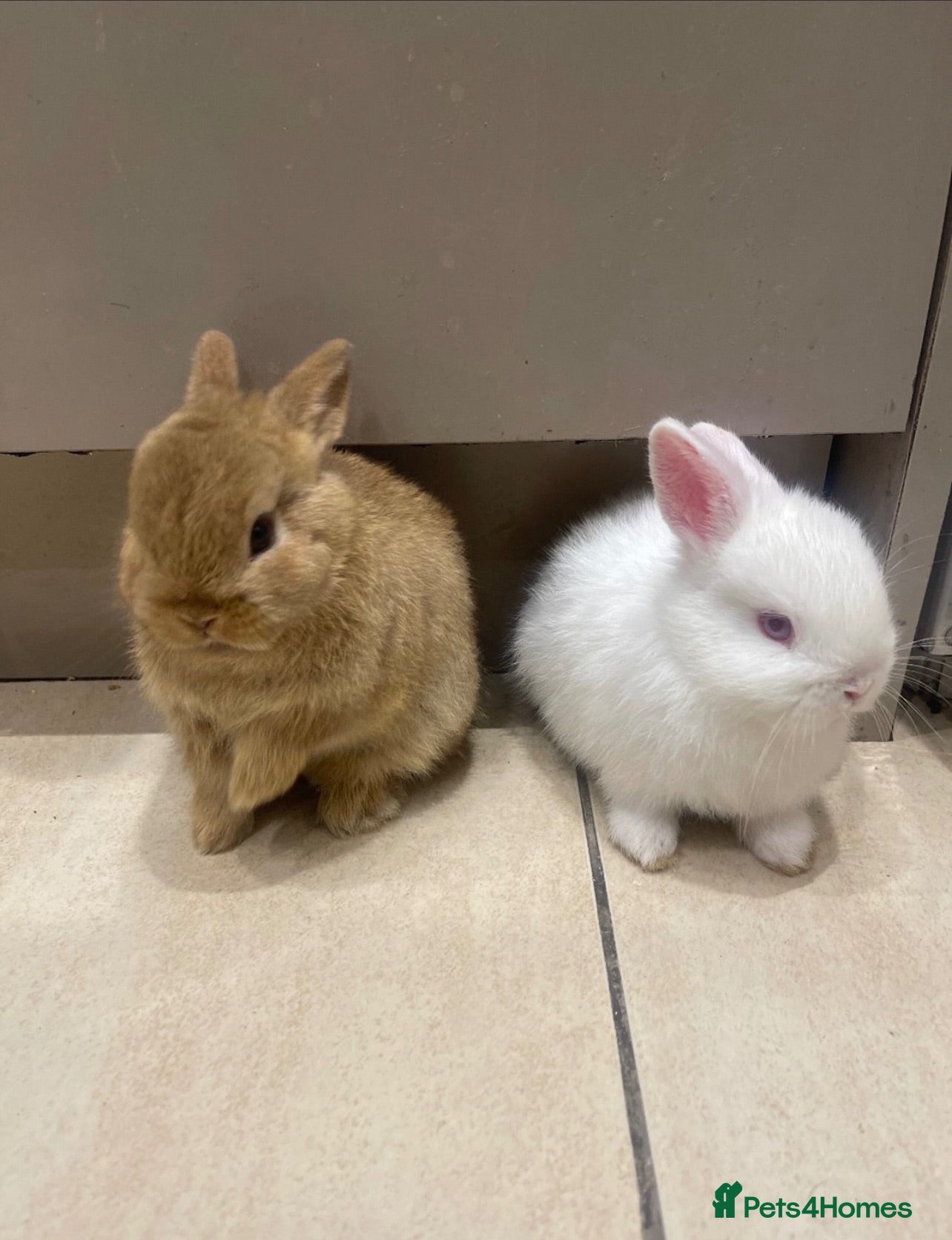 Netherland Dwarf rabbits Pure Netherland Dwarfs  - Advert 2