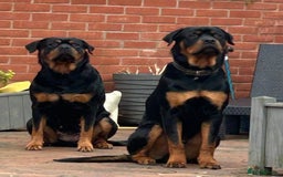 Rottweiler dogs for stud: Handsome Rottweiler Stud - West Midlands - Image 9