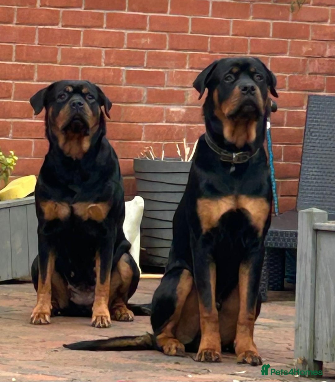 Rottweiler dogs for stud: Handsome Rottweiler Stud - West Midlands - Image 9