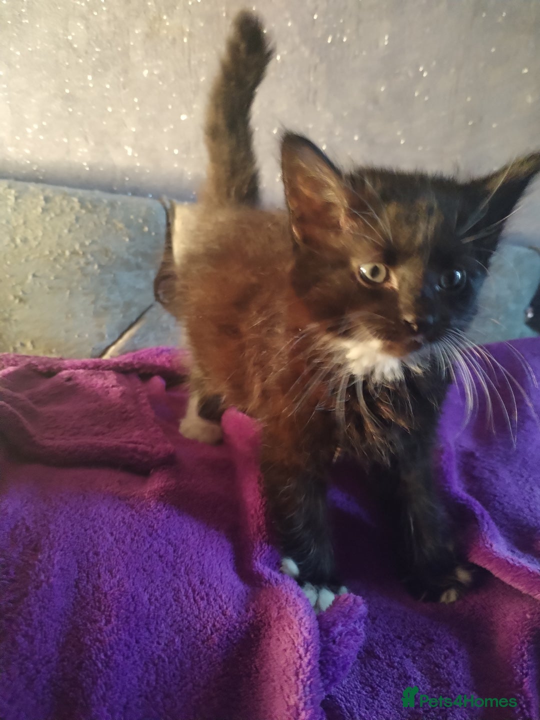 Mixed Breed cats for sale: 6 week old kittens looking for forever home - Image 2