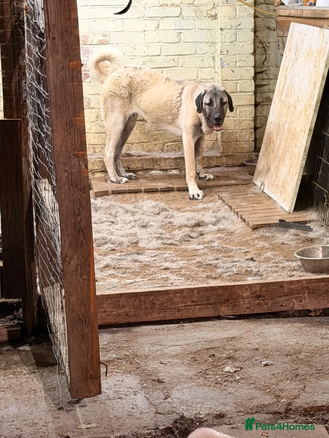 Turkish Kangal dogs for sale: Kangal female for sale - Advert 7