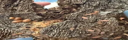 Isopods invertebrates for sale: Lots of Mixed isopods  - Advert 10