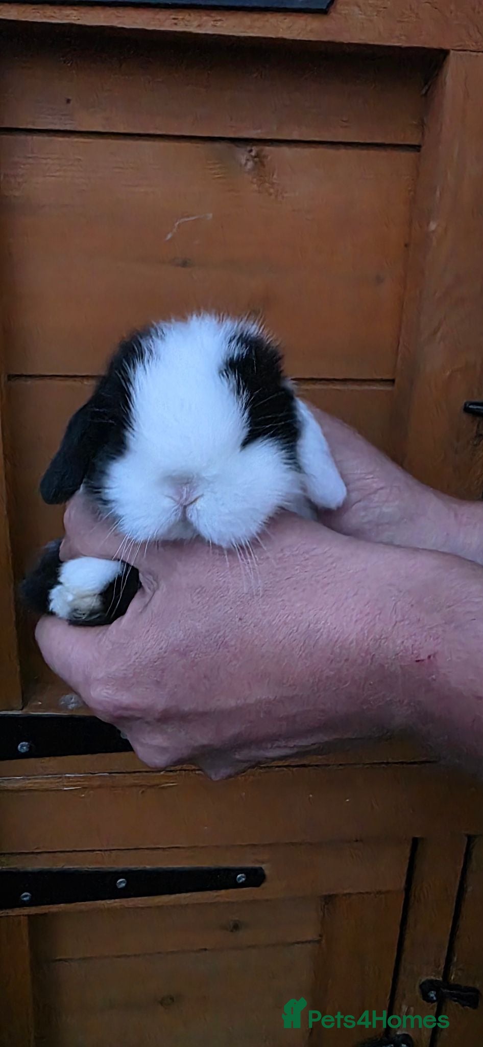 Mini Lop rabbits Stunning Mini lop babies  - Advert 2