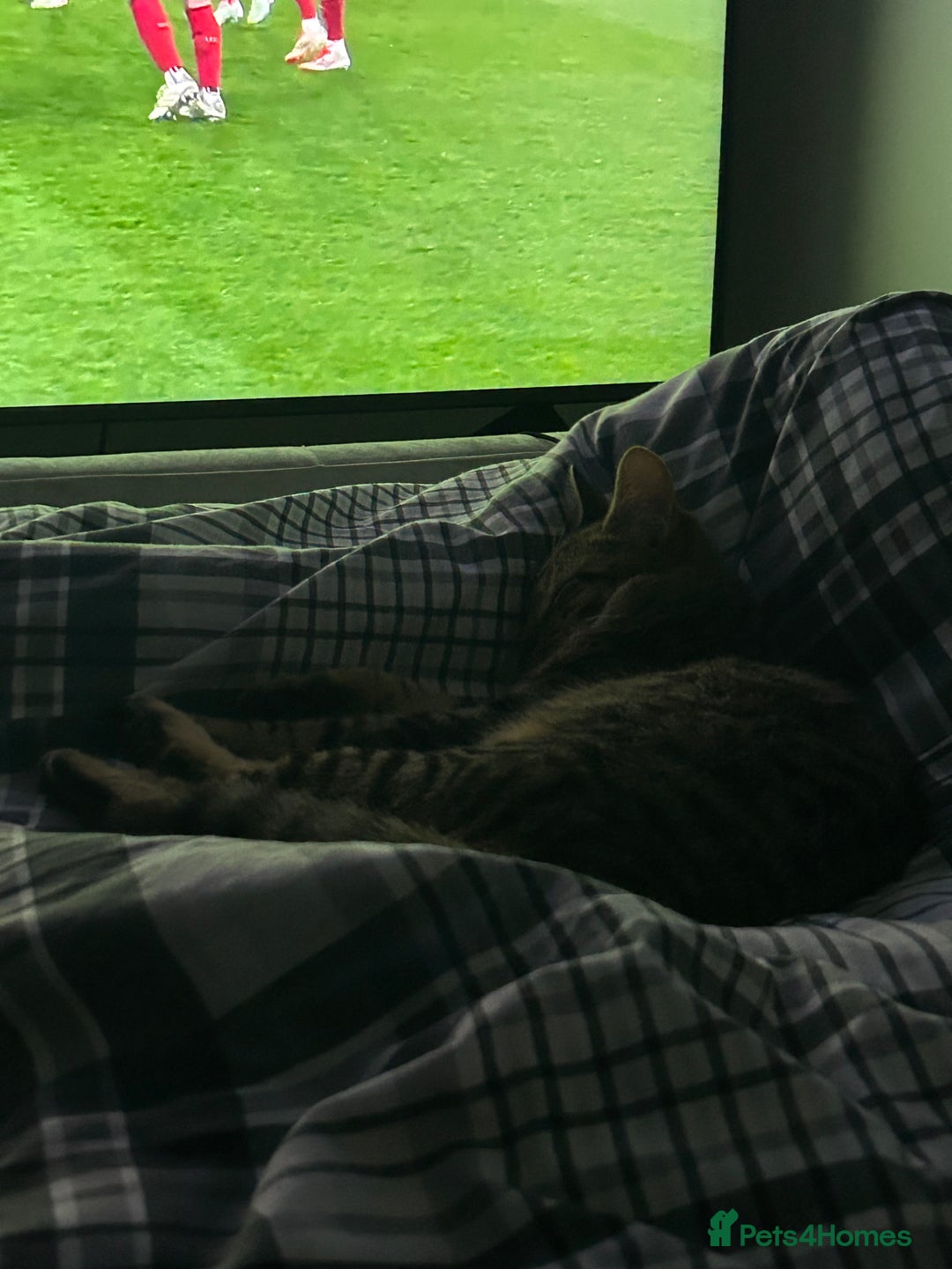 American Shorthair cats for sale: 2 beautiful tabbys  **  - Advert 4