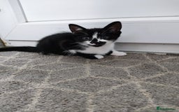 Mixed Breed cats for sale: 5 lovely kittens available  - Image 7