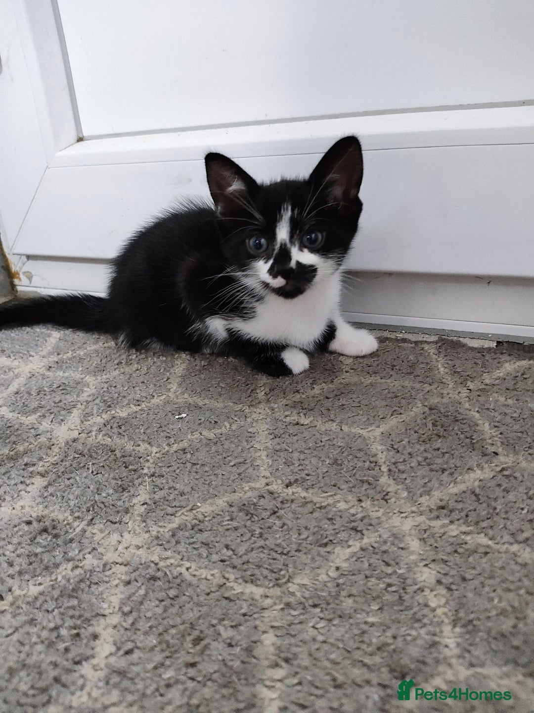 Mixed Breed cats for sale: 5 lovely kittens available  - Image 7