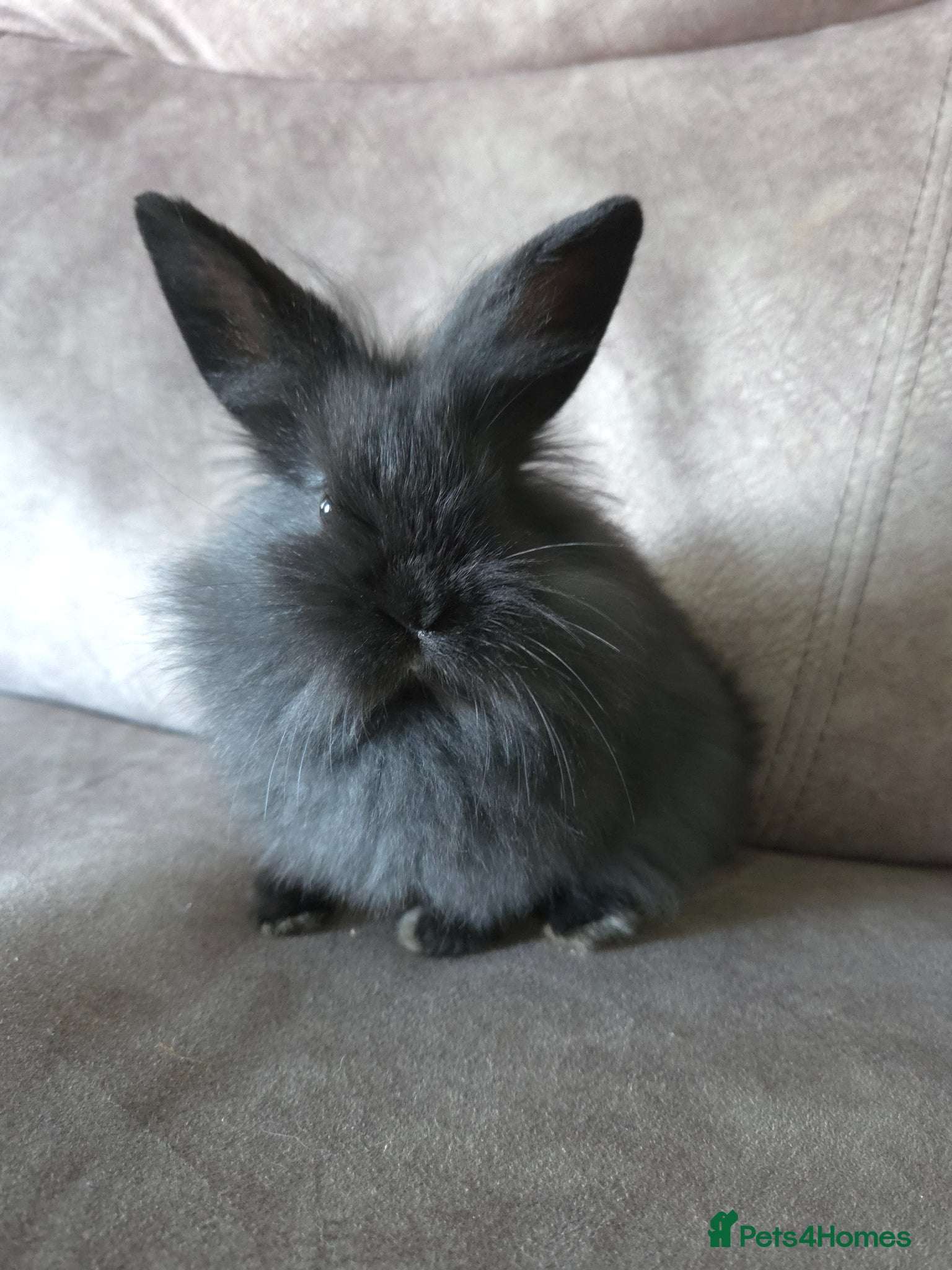 Mini Lion Lop rabbits 8 weeks old mini lion lop doe ☆☆ready now - Advert 2