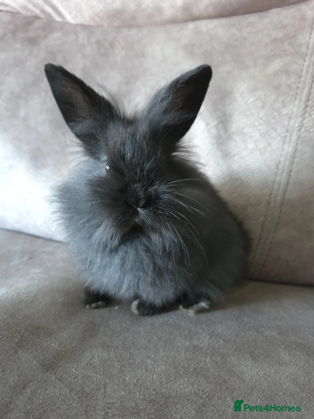 Mini Lion Lop rabbits for sale: 8 weeks old mini lion lop doe ☆☆ready now - Advert 2