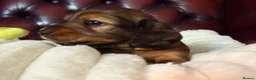 Miniature Dachshund dogs for sale: Show type mini longhair Boy from Crufts finalist  - Advert 2