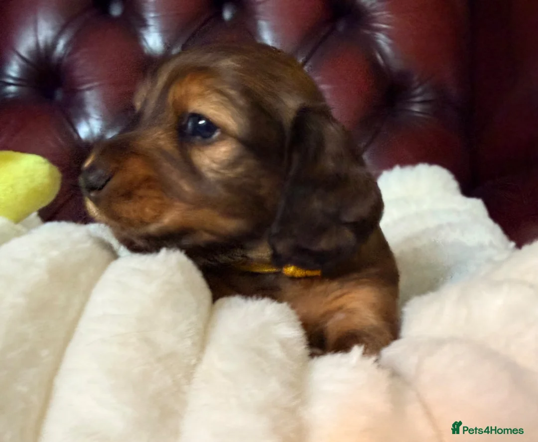 Miniature Dachshund dogs for sale: Show type mini longhair Boy from Crufts finalist  - Advert 2