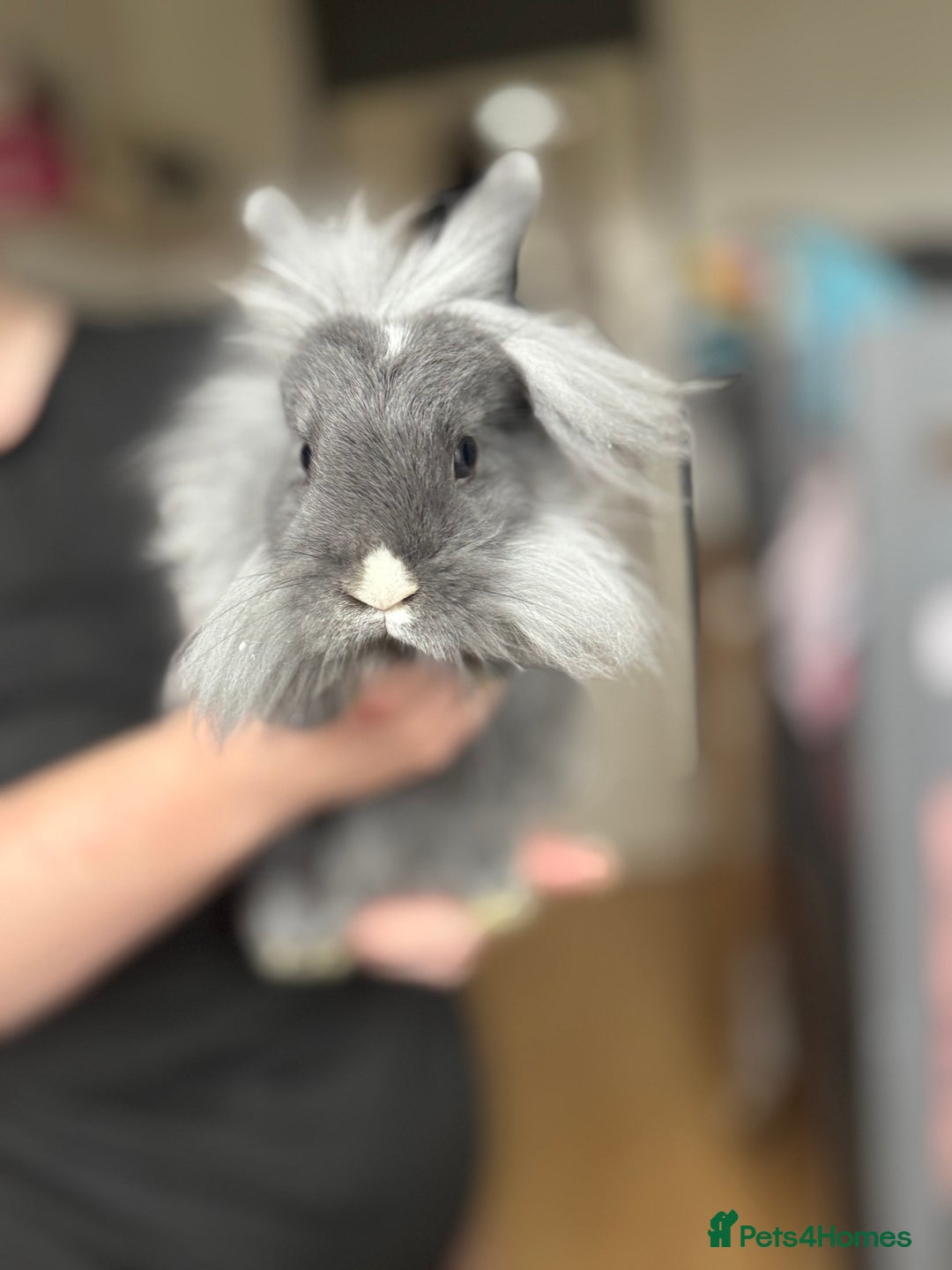 Lionhead rabbits for sale: 2 male bunnies and hutch  - Advert 1