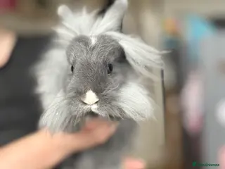 Lionhead rabbits 2 male bunnies and hutch - Advert 8