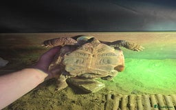 Tortoise reptiles for sale: Hermann's tortoise  - Image 5