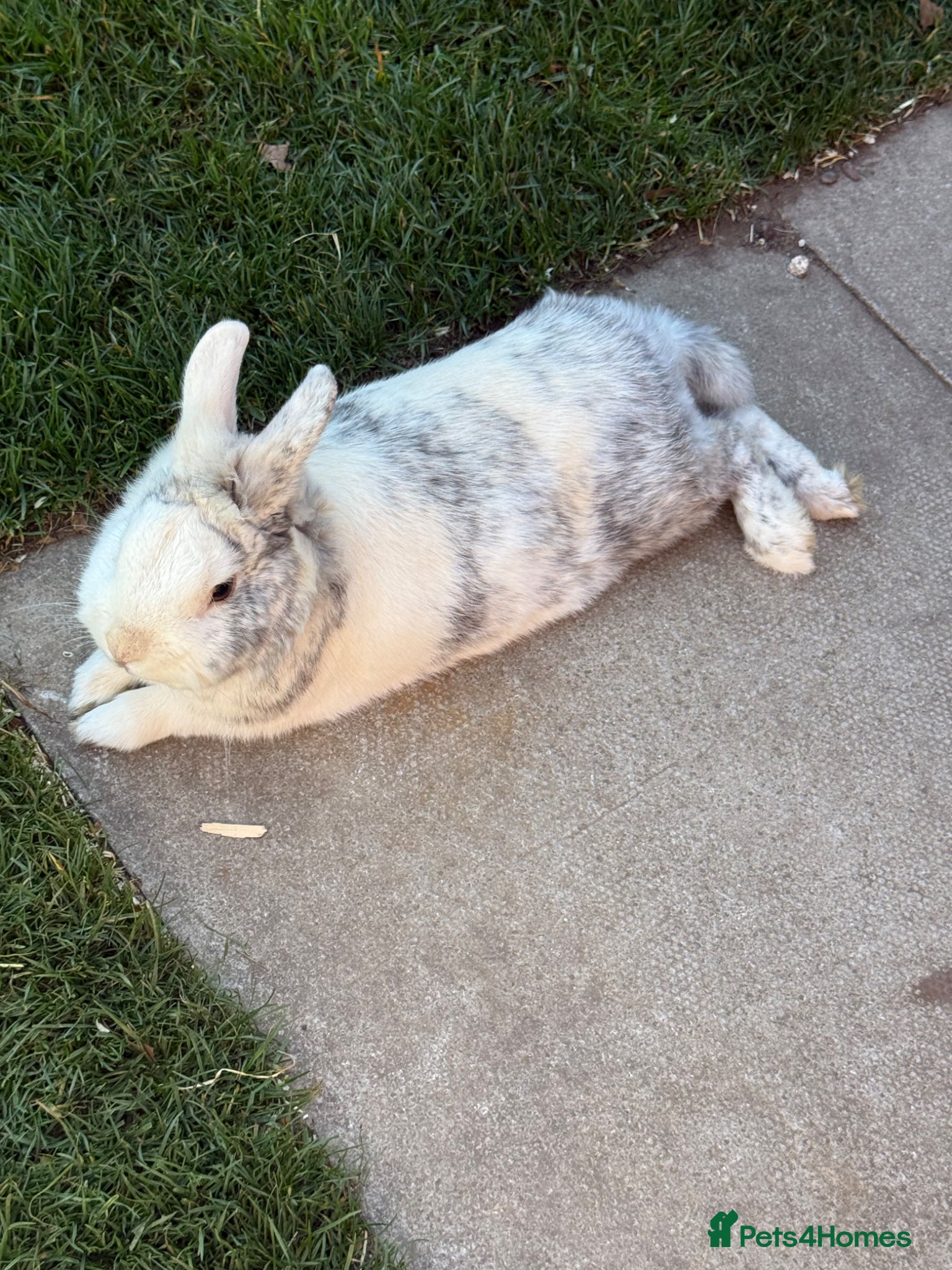 Mixed Breed rabbits Friendly rabbit  - Advert 3