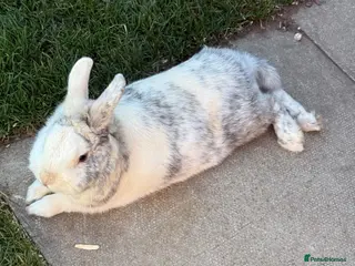 Mixed Breed rabbits Friendly rabbit - Advert 2