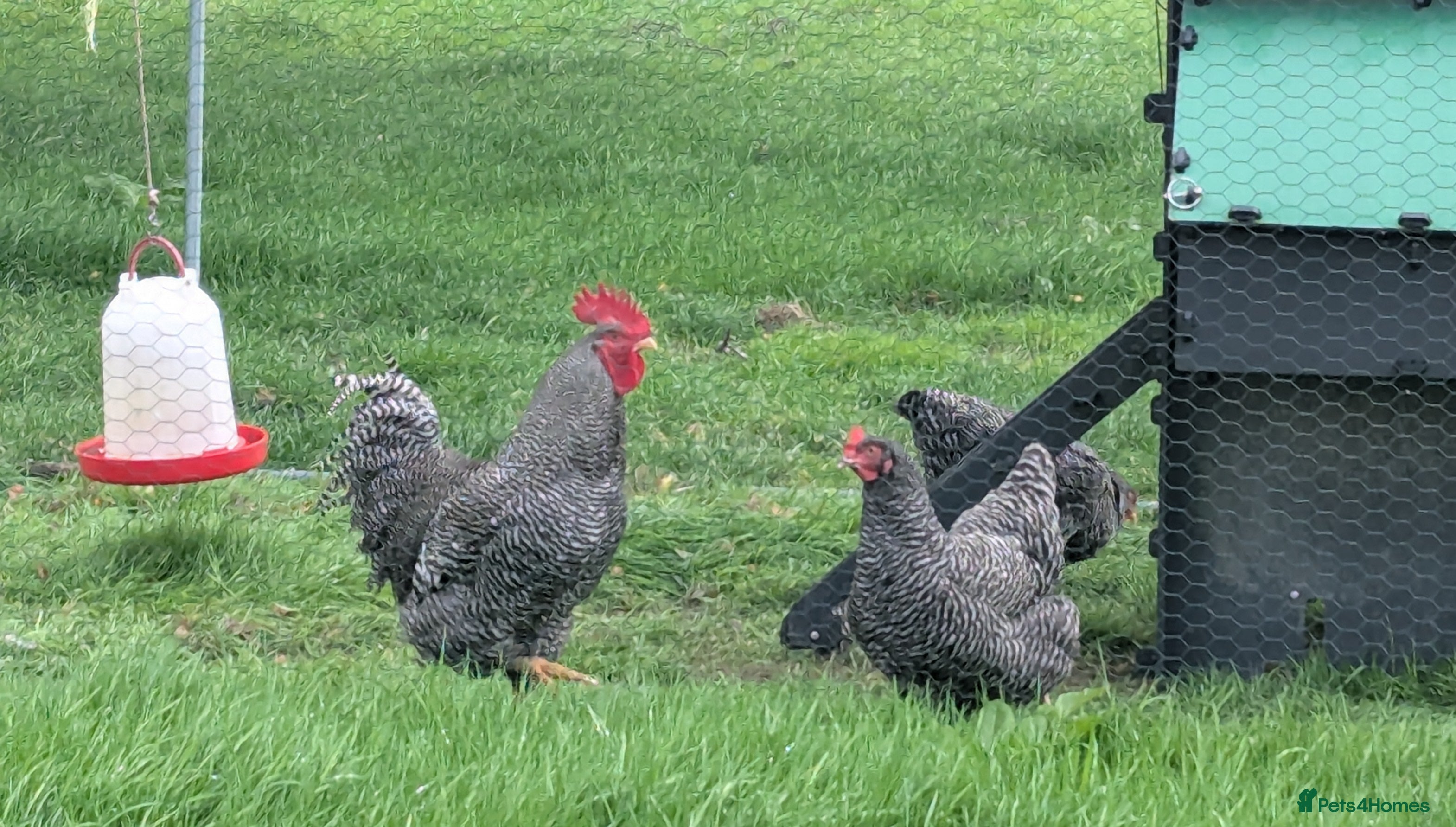 Chickens poultry Barred Plymouth Rock Quartet - Advert 14