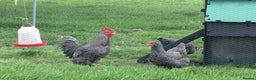 Chickens poultry for sale: Barred Plymouth Rock Quartet - Advert 1
