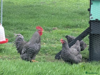 Chickens poultry - Advert 6