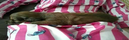Miniature Dachshund dogs for sale: Stunning litter of Lh mini dachshunds  - Advert 26