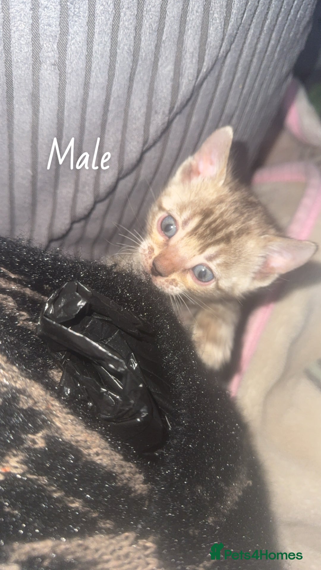 Bengal cats for sale: Bengal kittens  - Advert 7