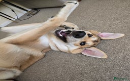 German Shepherd dogs for sale: Rehoming  gorgeous boy due to no fault of his own - Image 1