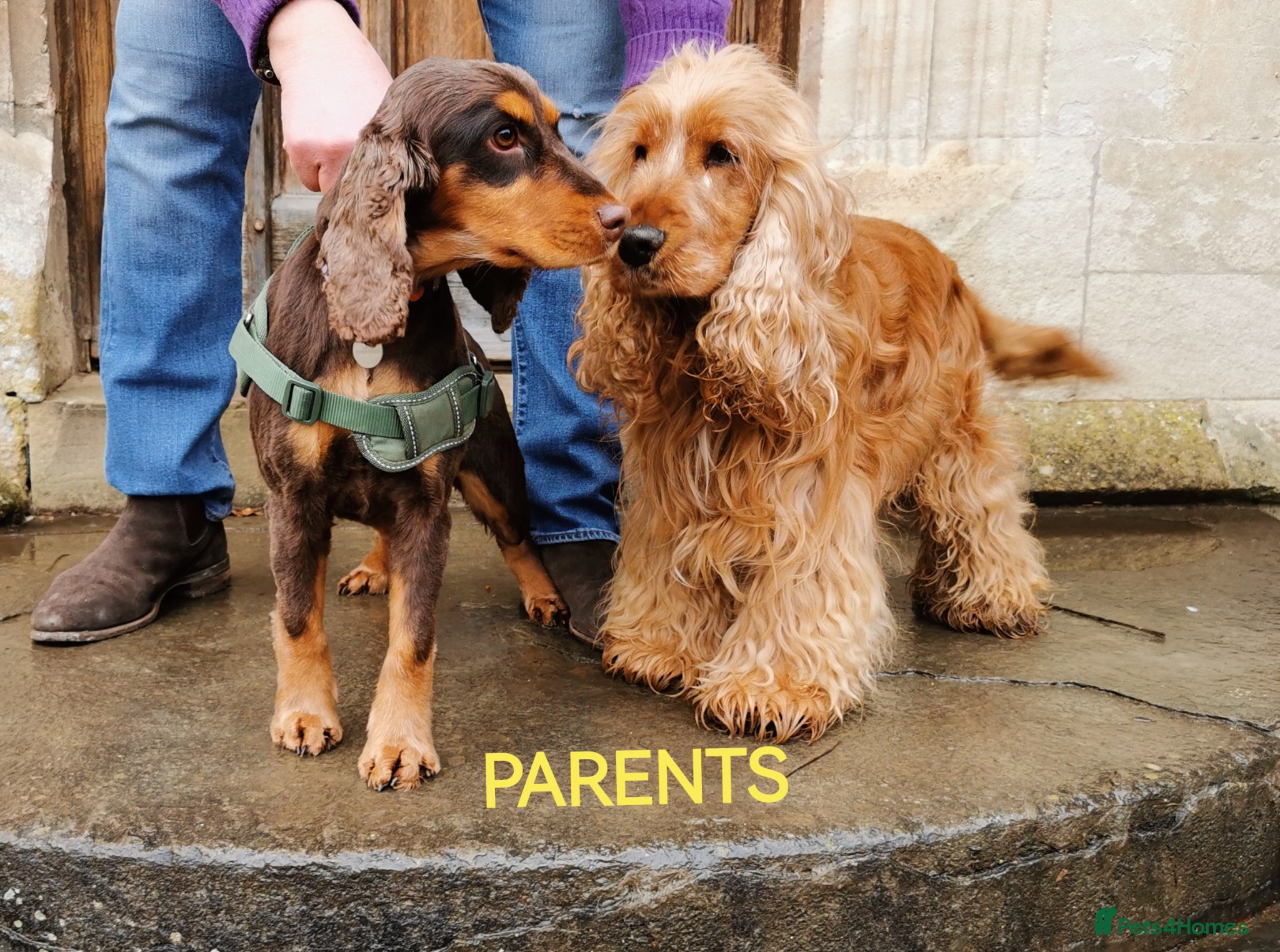 Cocker Spaniel dogs ☀️ DNA tested show type cocker spaniels puppies ☀️ - Advert 2