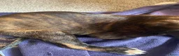 Lurcher dogs for sale: Beautiful Brindle puppies - Advert 9