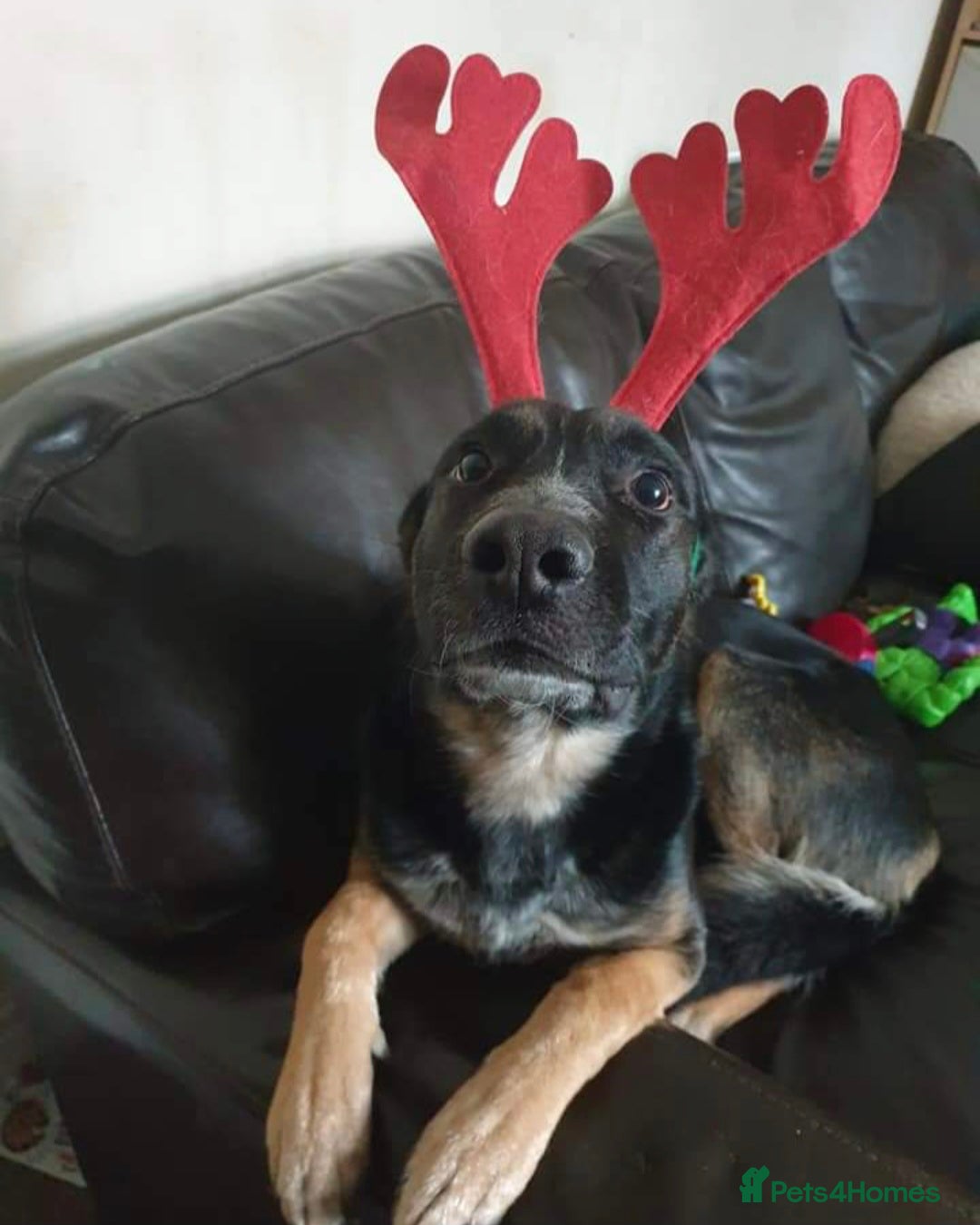 German Shepherd dogs for sale: Gsd x Rottweiler x Deerhound - Marley 💕 - Advert 5