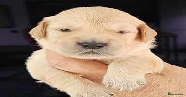 Golden Retriever dogs - Advert 2