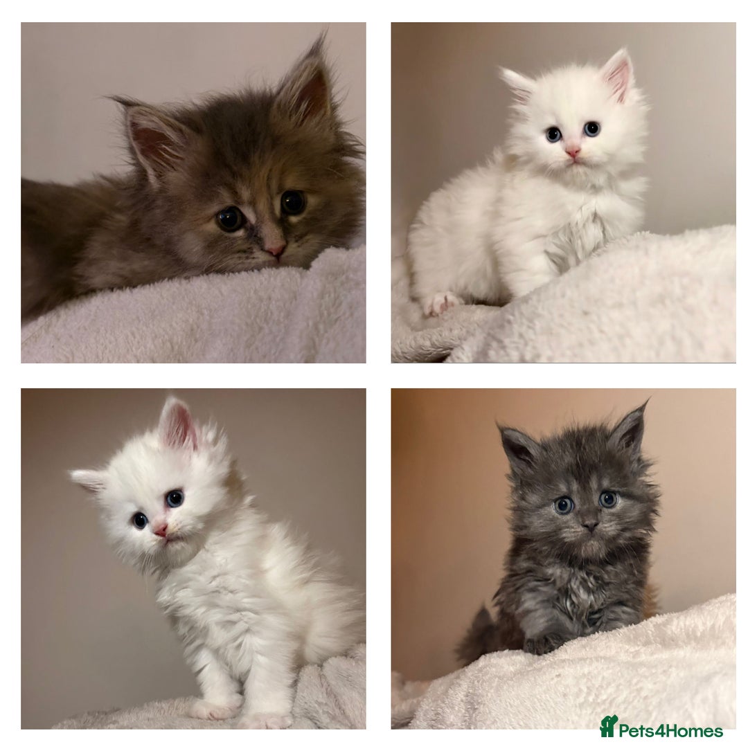 Maine Coon cats for sale: Stunning white and smoke Xl Maine coons (odd eyes) - Advert 3