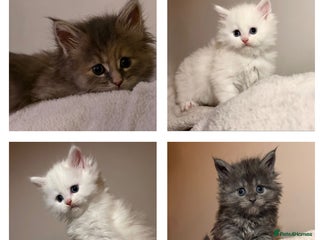 Maine Coon cats Stunning XL Maine coon kittens for sale - Advert 16