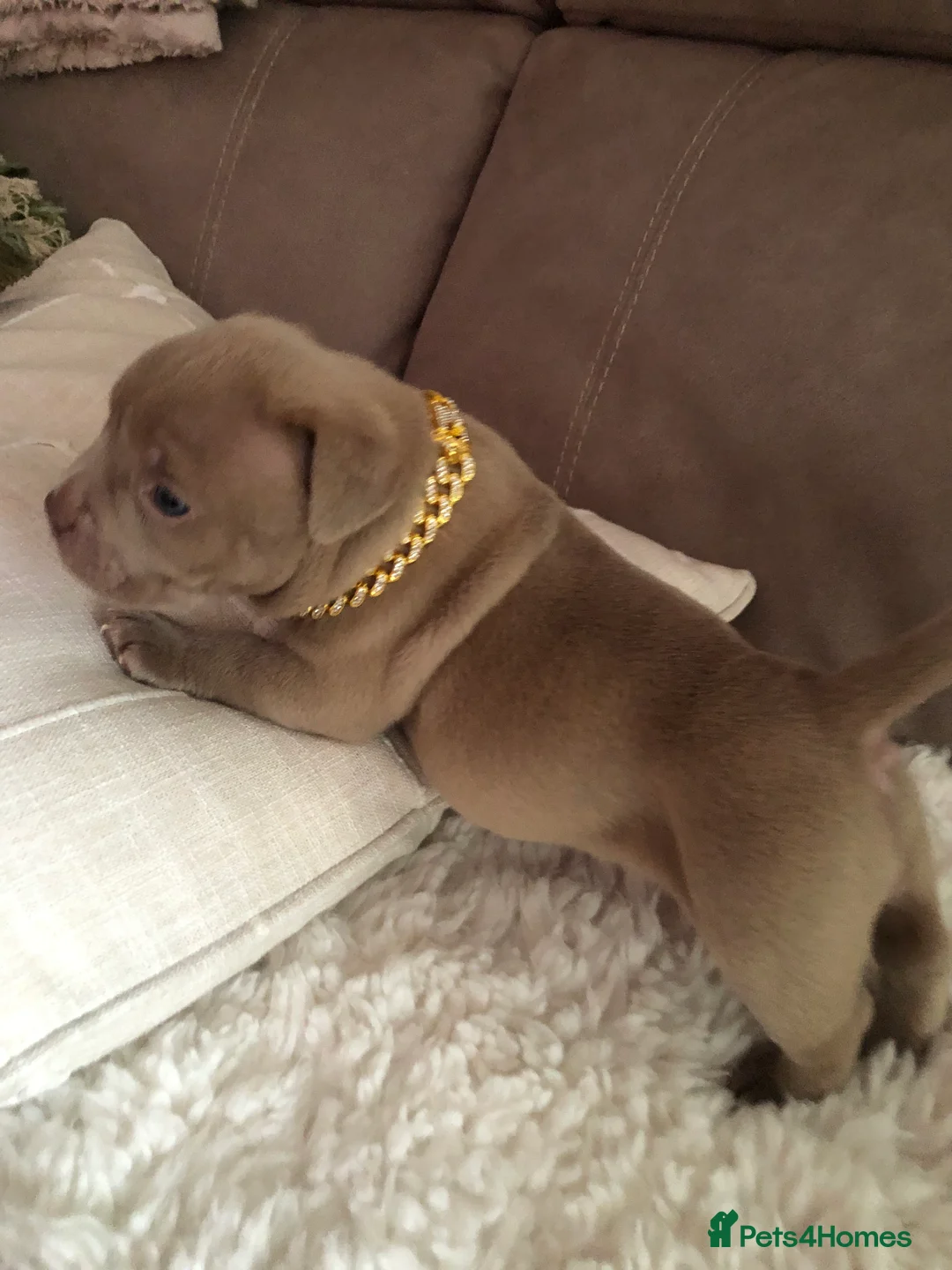 American Bully dogs for sale: American bull , pocket class  in Telford - Advert 2
