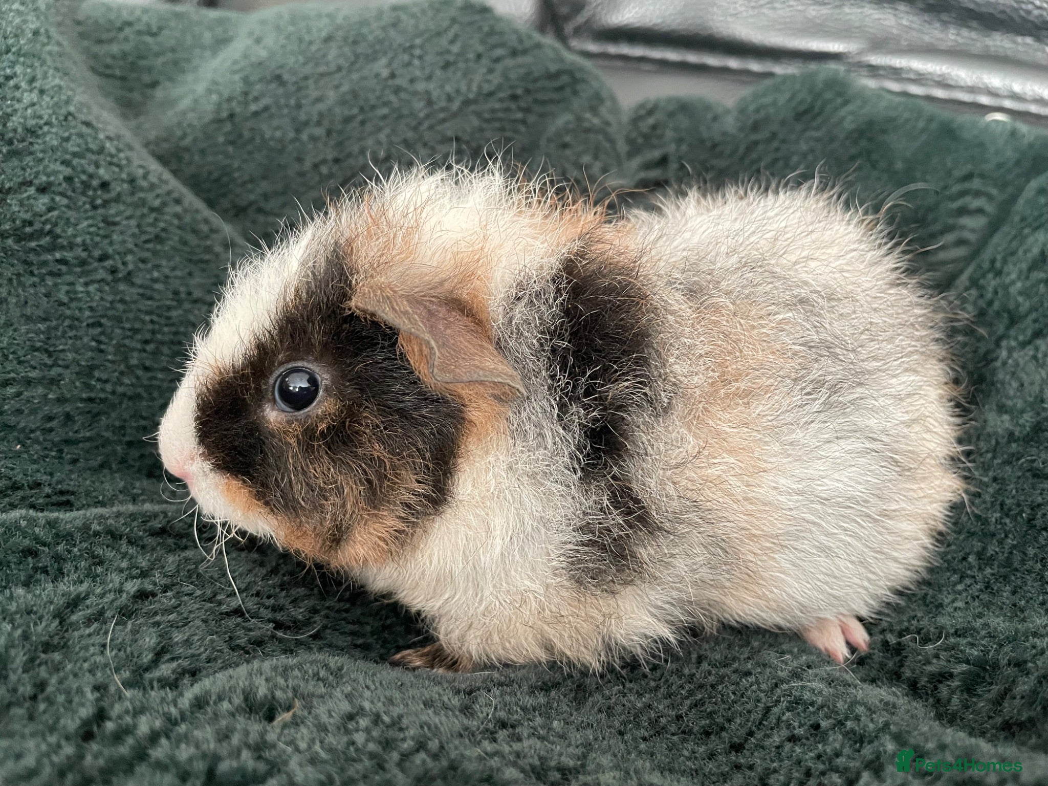 Guinea Pig rodents Teddy x short haired male guinea pigs - Advert 1
