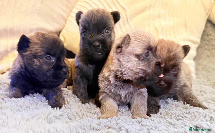 Cairn Terrier dogs STUNNING cairn terrier babies 🐾 - Advert 13