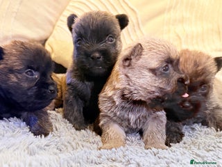 Cairn Terrier dogs STUNNING cairn terrier babies 🐾 - Advert 1