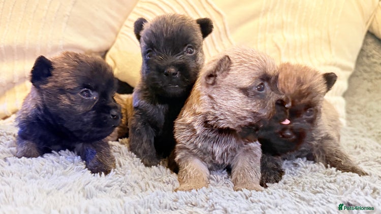 Cairn Terrier dogs STUNNING cairn terrier babies 🐾 - Advert 1