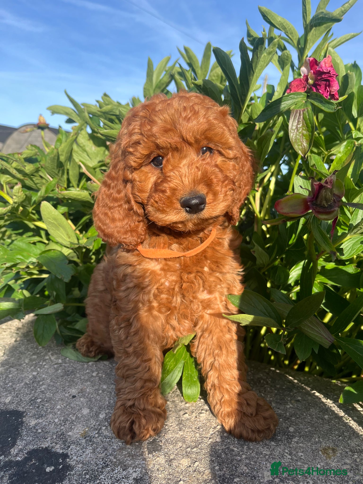 Cockapoo dogs Stunning cockapoo puppies  - Advert 1