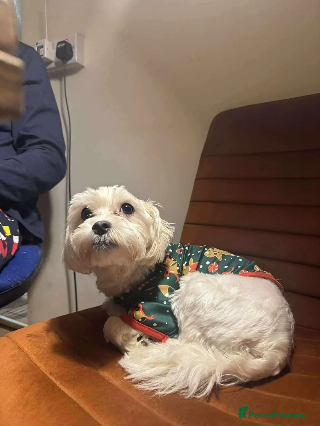 Maltipoo dogs for adoption: Ruby - Hingham Norfolk  - Advert 3