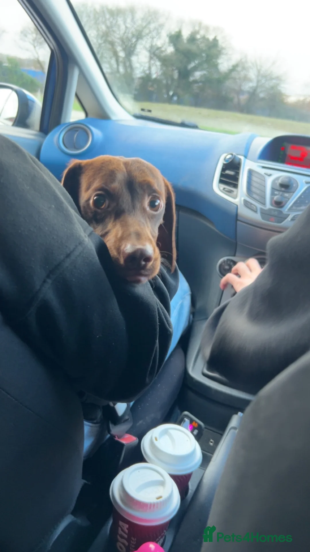 Mixed Breed dogs for sale: Dachshund cross named Hudson  - Advert 2