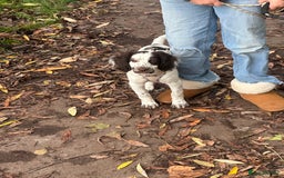 Mixed Breed dogs for sale: Springer cross cocapoo 13 weeks old bitch.  - Advert 3